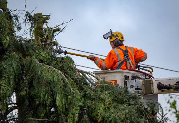 Best Commercial Tree Services  in Lookout Mountain, TN